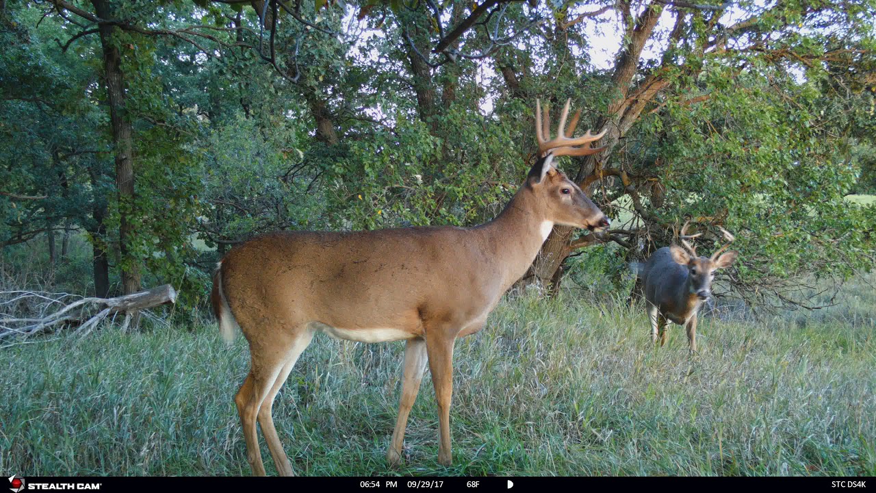 Stealth Cam Dual Sensor STC-DS4K - Image 2